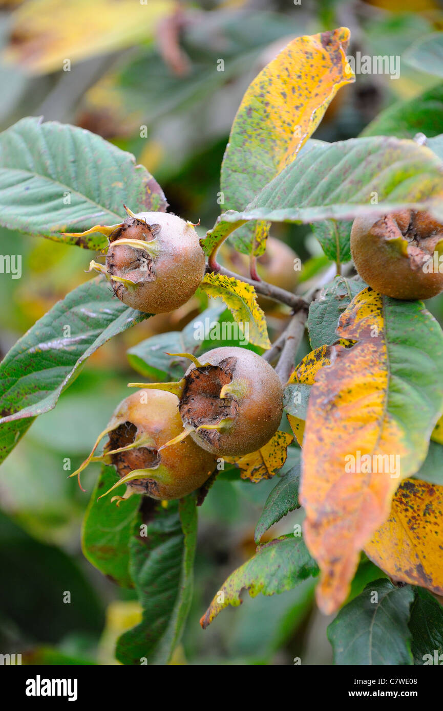 Néflier, mespilus germanica, fruit mûr sur l'arbre, UK, Septembre Banque D'Images