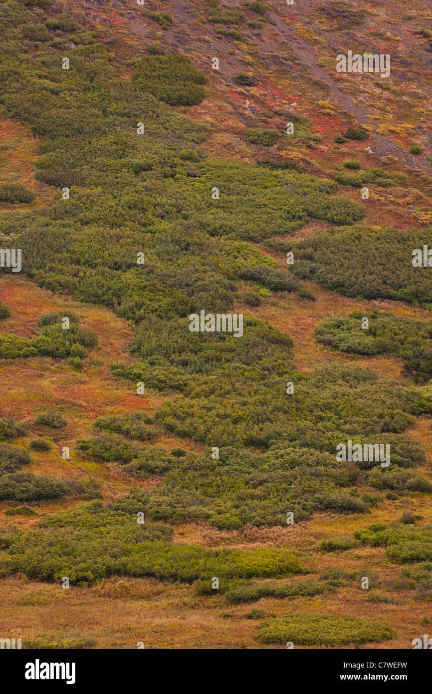 CHUGACH STATE PARK, Alaska, USA - paysage. Banque D'Images