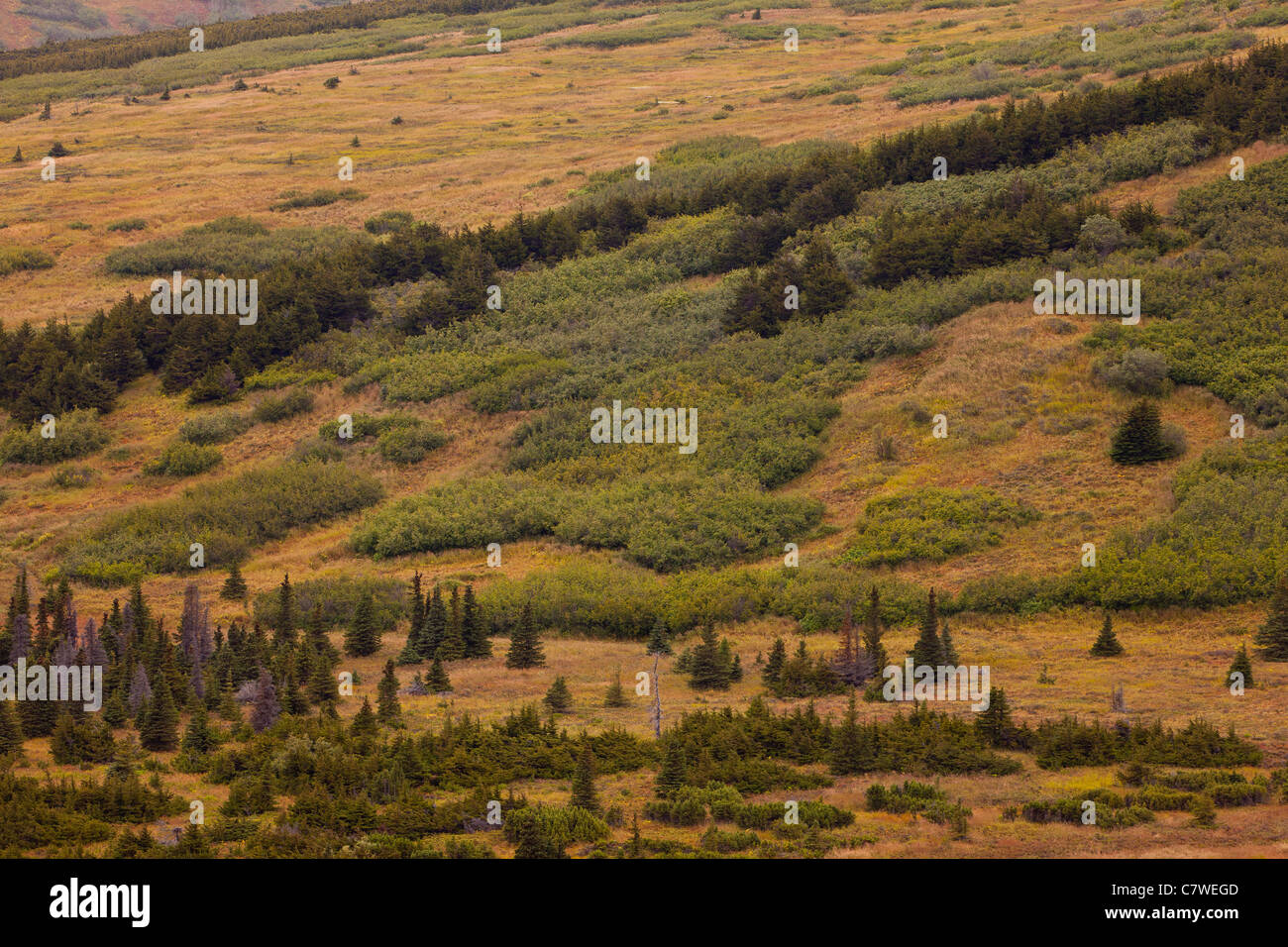 CHUGACH STATE PARK, Alaska, USA - paysage. Banque D'Images