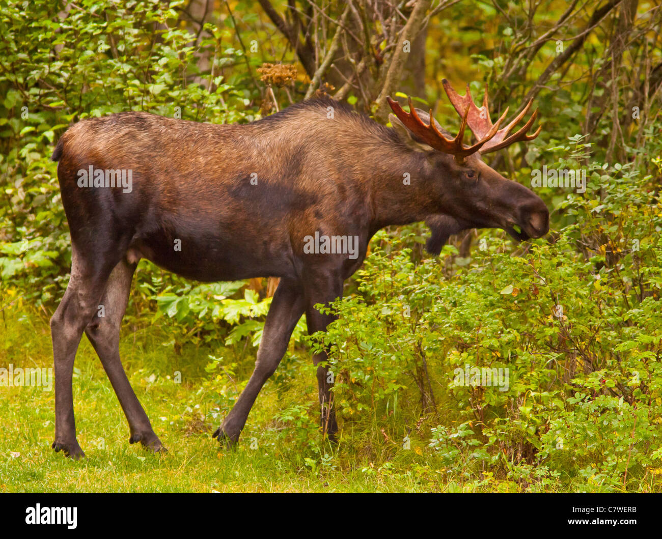 ALASKA, USA - jeune taureau, l'Orignal Alces alces Banque D'Images