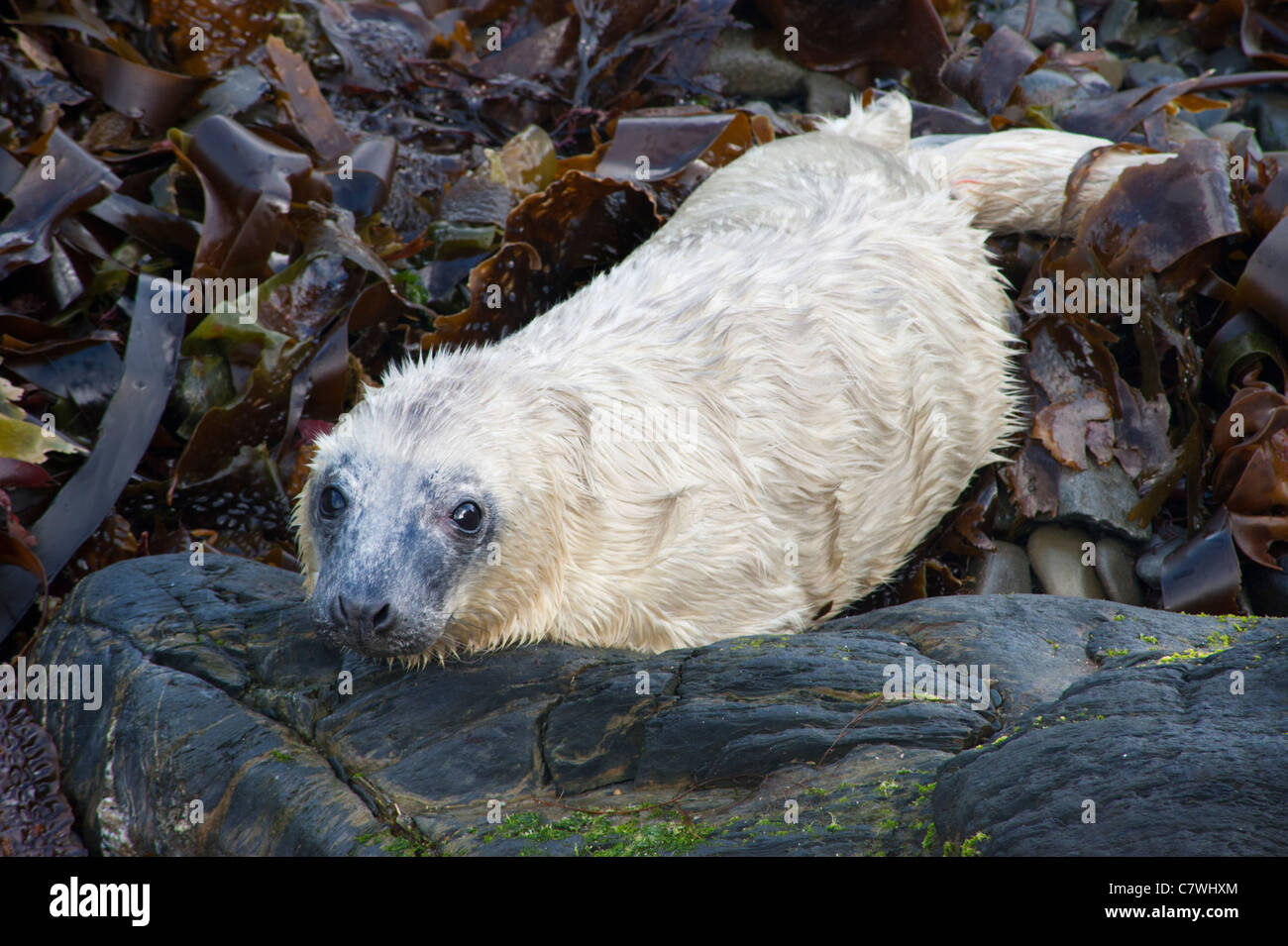 Bébé Phoque au bord de l'océan à Pembrokeshire, Pays de Galles Banque D'Images