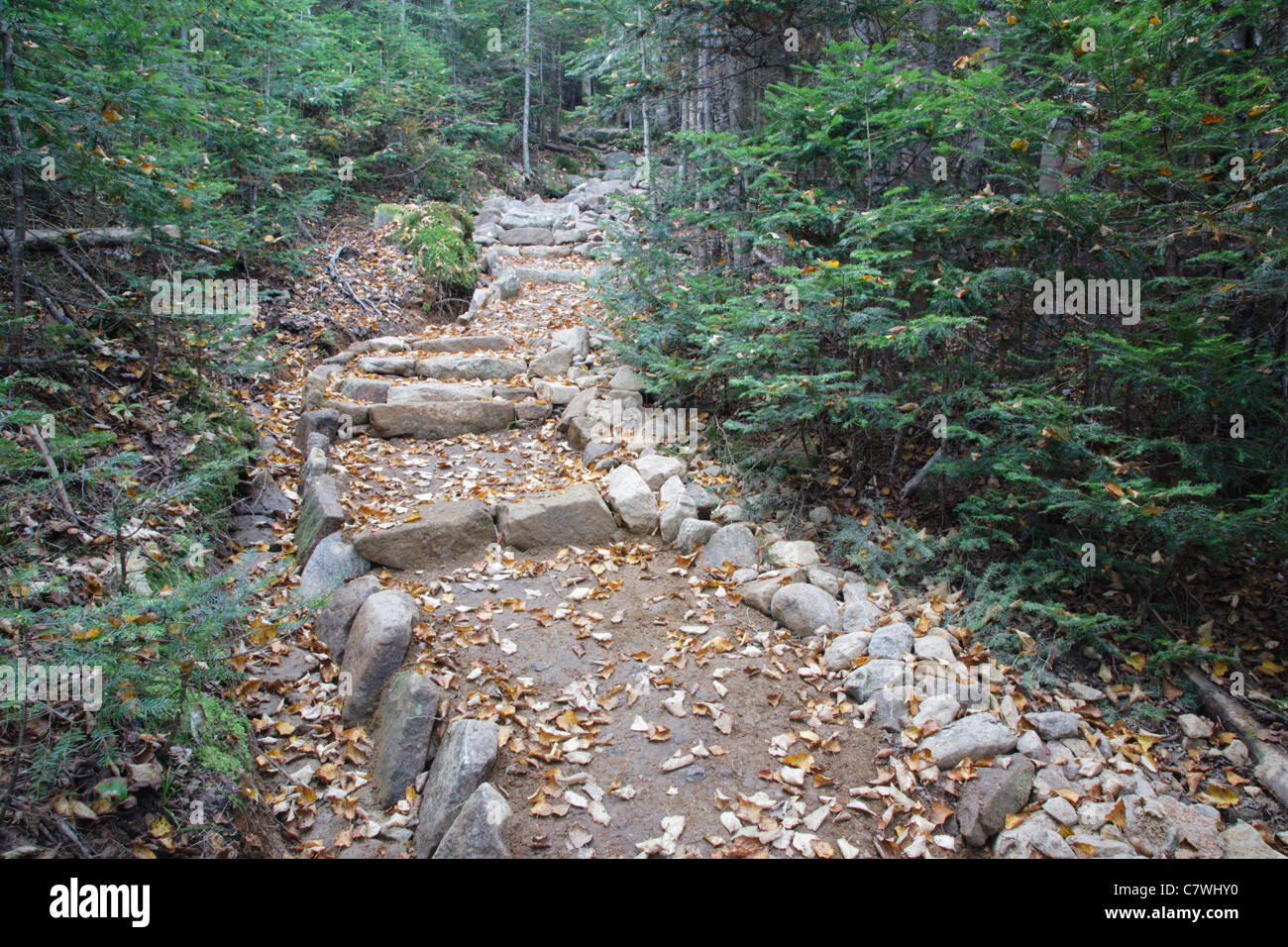 Mt Tecumseh Trail dans les Montagnes Blanches du New Hampshire, USA. Banque D'Images