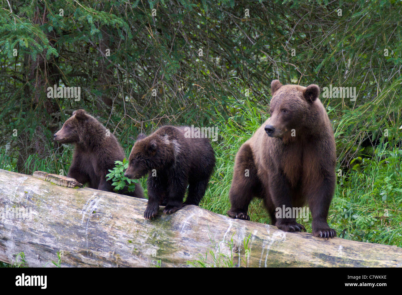 Une couleur brune ou le grizzli, la Forêt Nationale de Chugach, près de Seward, en Alaska. Banque D'Images