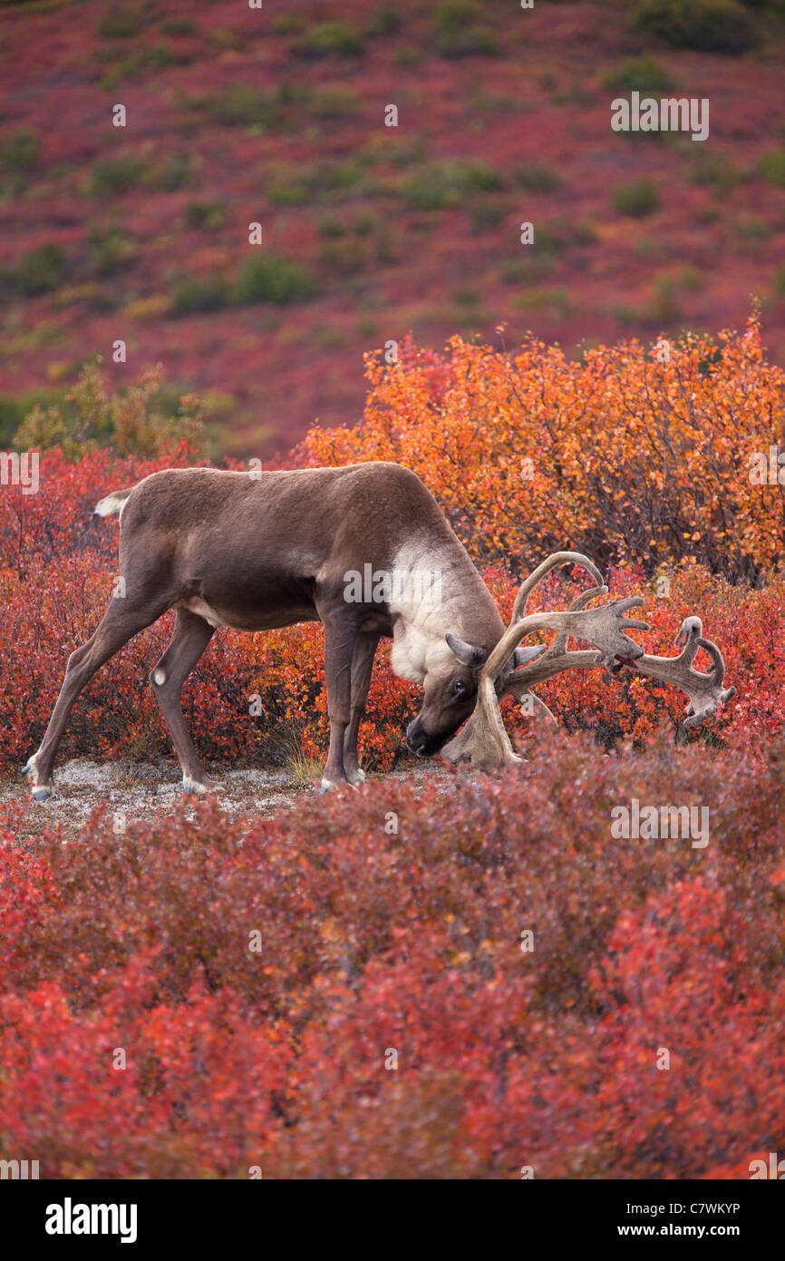 Caribou mâle, le parc national Denali, en Alaska. Banque D'Images