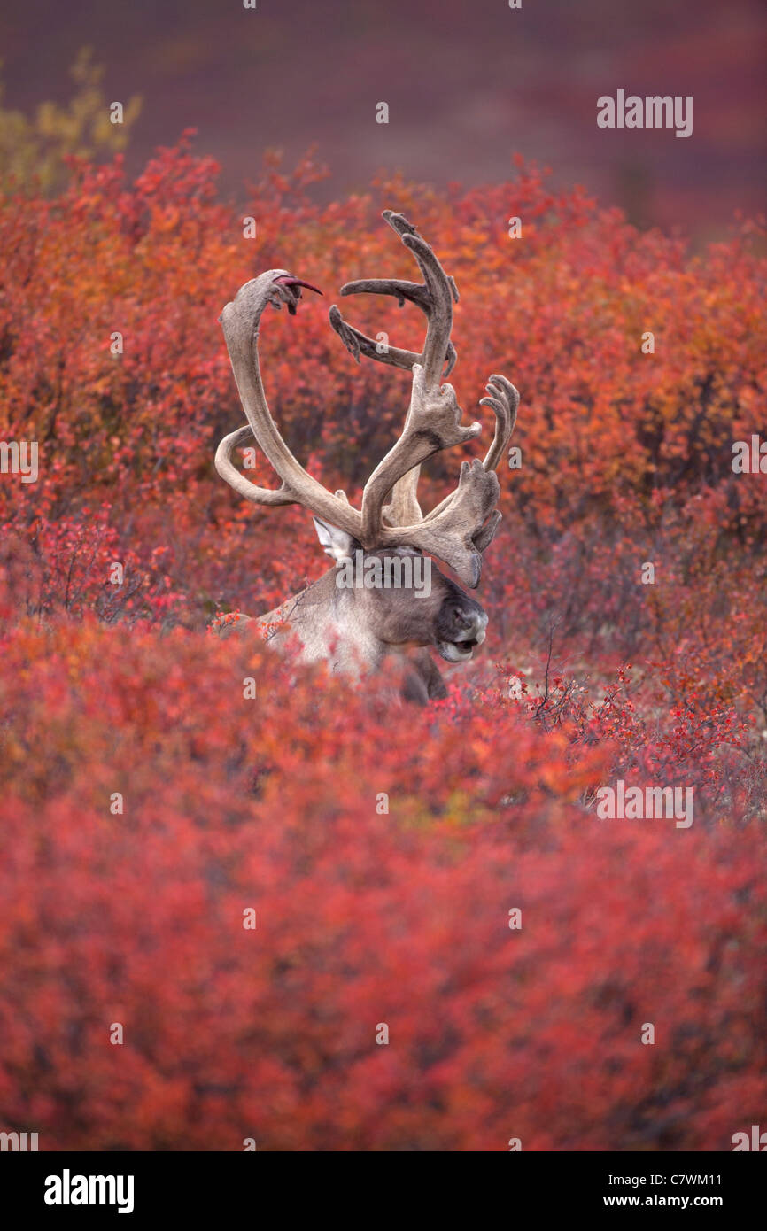 Caribou mâle, le parc national Denali, en Alaska. Banque D'Images