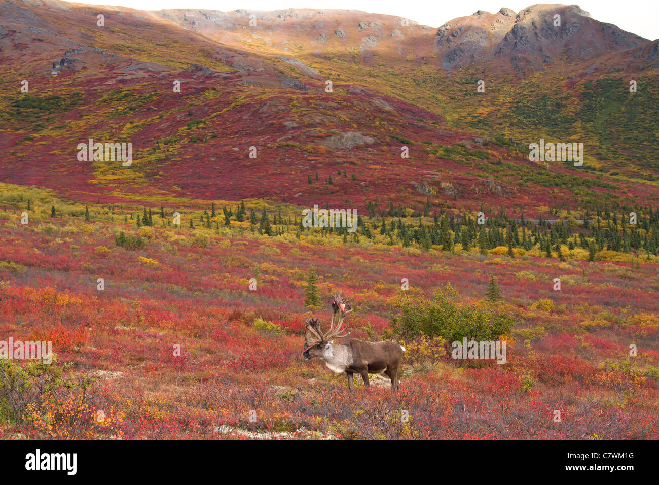 Caribou mâle, le parc national Denali, en Alaska. Banque D'Images