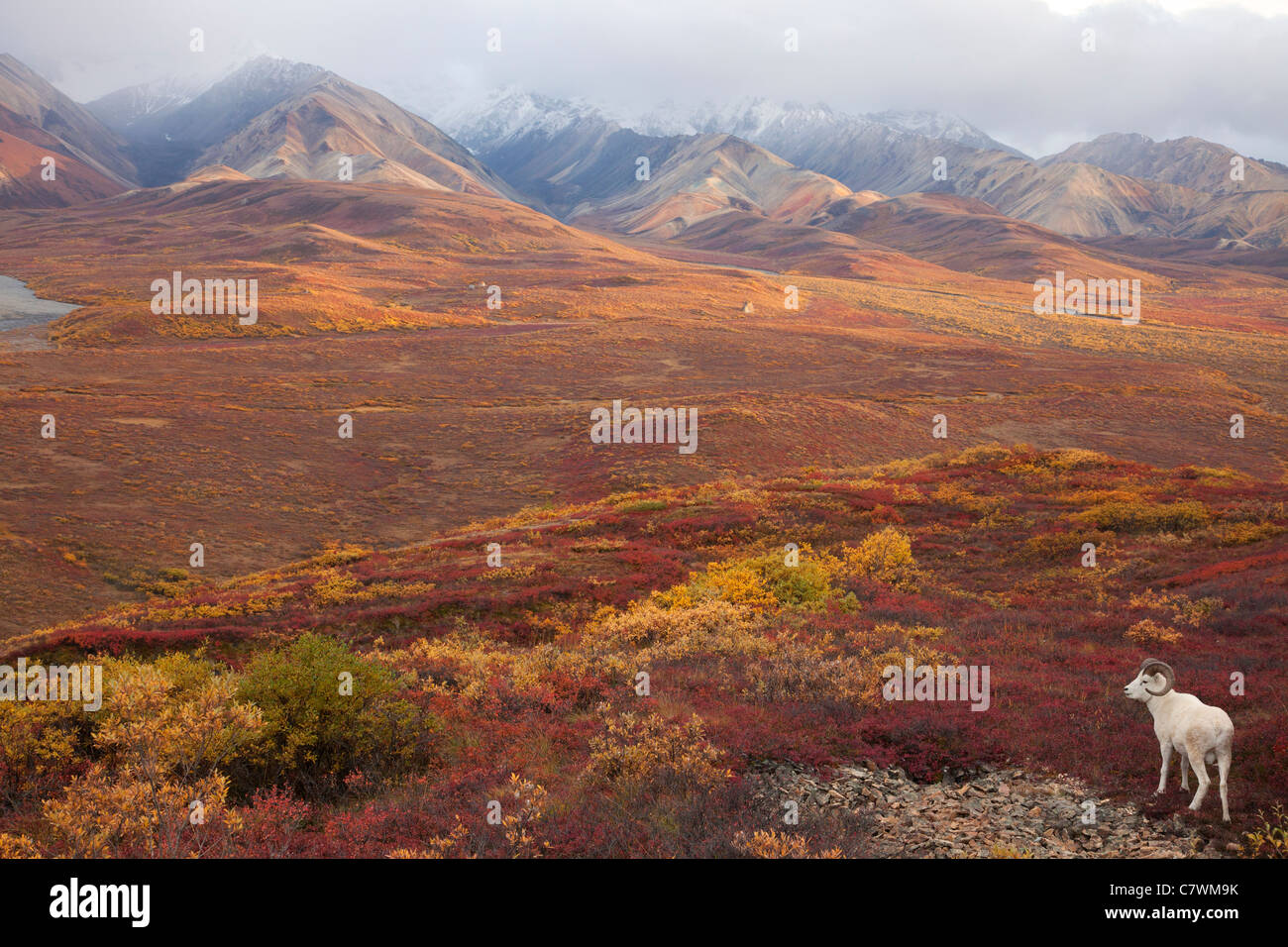 Les mouflons de Dall, Polychrome Pass, parc national Denali, en Alaska. Banque D'Images