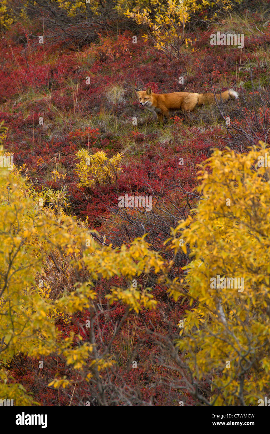 Le renard roux, le parc national Denali, en Alaska. Banque D'Images