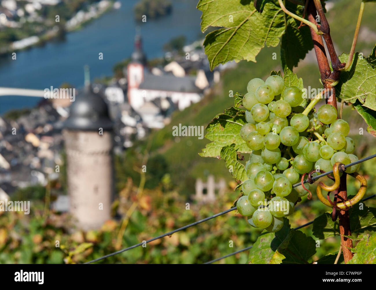 Raisins sur vignes en vignoble au-dessus de Zell village sur la rivière Mosel en Allemagne Banque D'Images