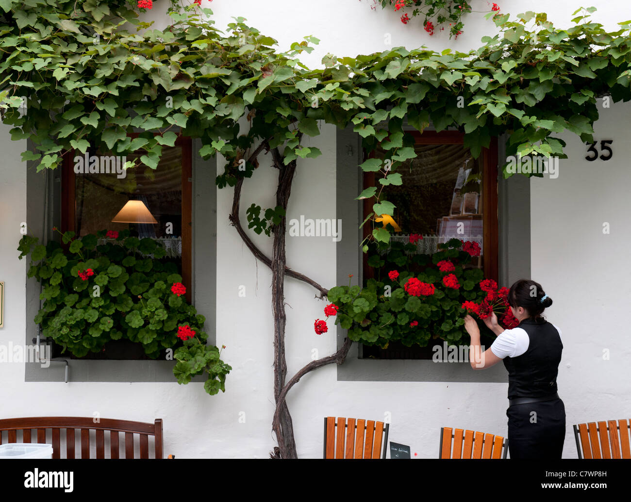 Serveuse en plaçant des fleurs fraîches sur la fenêtre du café dans le village de Beilstein Mosel River en Rhénanie-palatinat Allemagne Banque D'Images