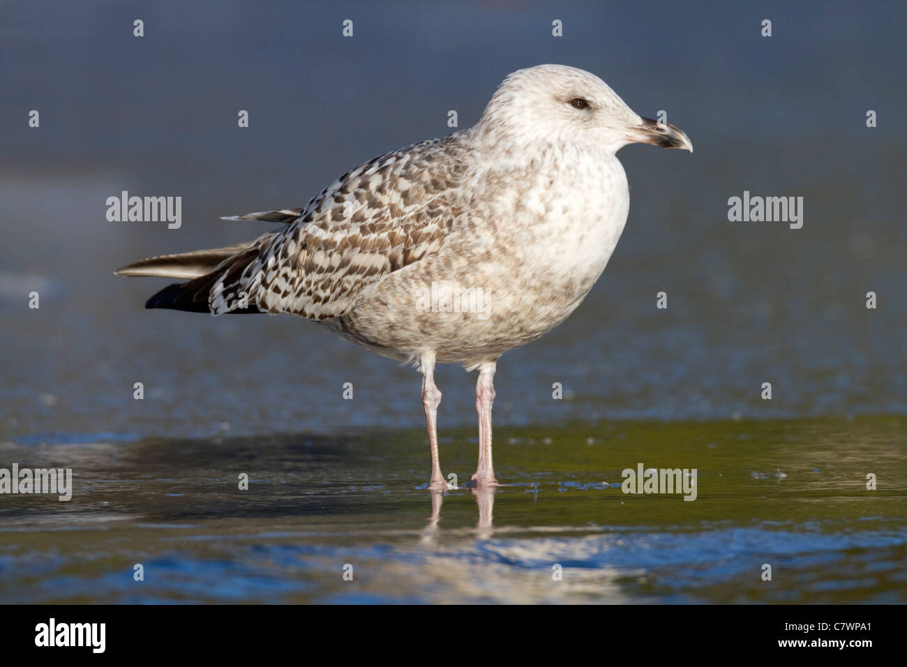 Goéland argenté, Larus argentatus ; d'abord d'oiseaux d'hiver sur la glace, Cornwall, UK Banque D'Images