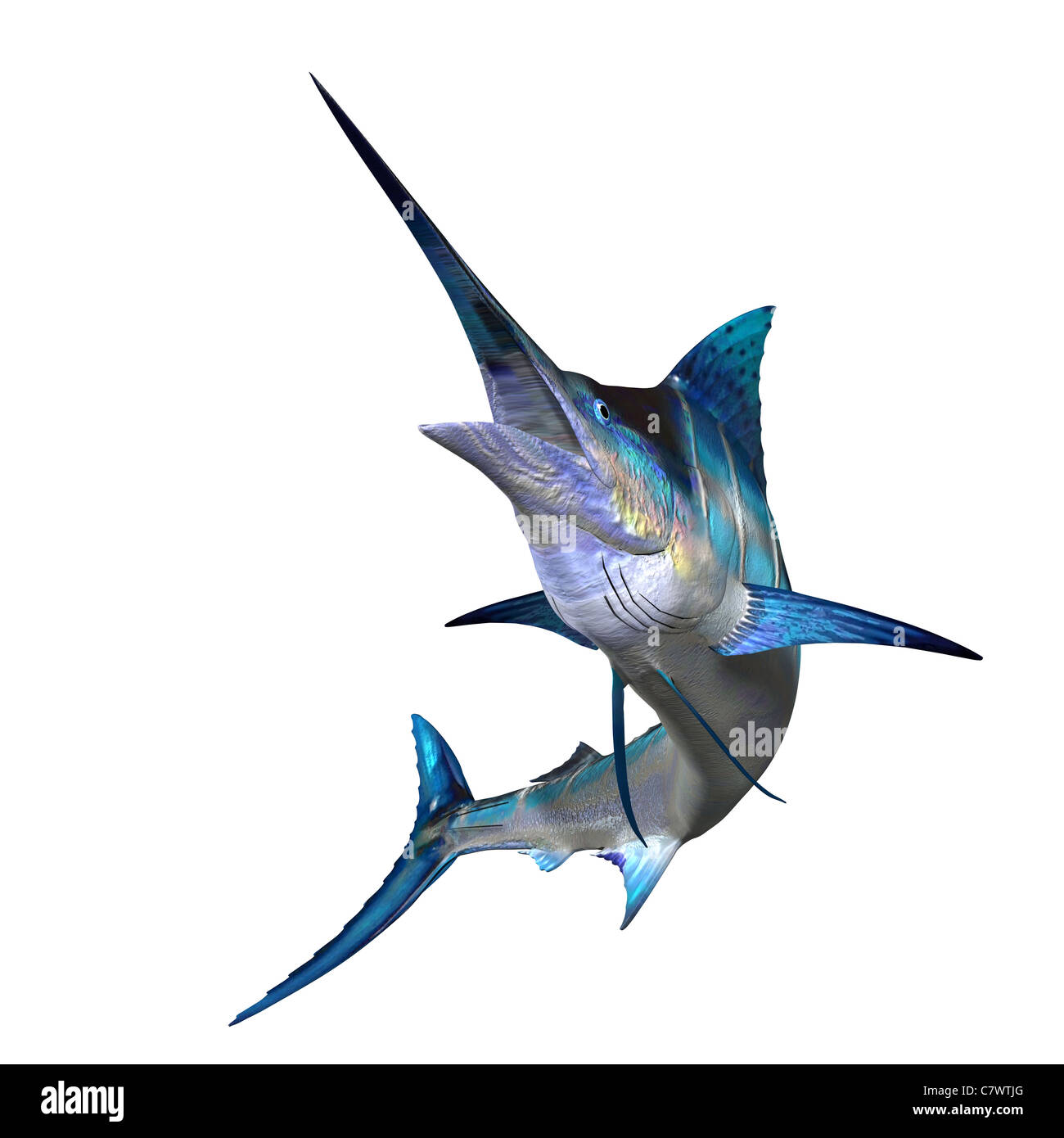 Les marlins sont les carnassiers avec un long corps, comme une voile dorsale et une loi en forme de lance. Banque D'Images Les marlins sont les carnassiers avec un long corps, comme une voile dorsale et une loi en forme de lance. Banque D'Images