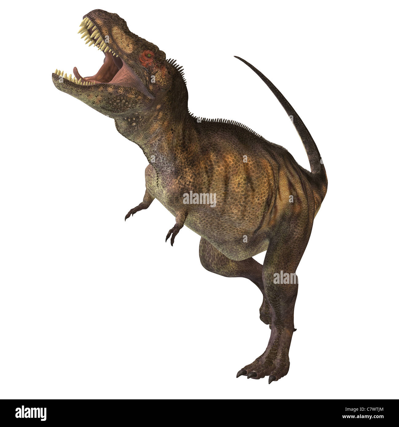 Tyrannosaurus rex était l'un des plus grands carnivores du Crétacé des masses de l'histoire. Banque D'Images
