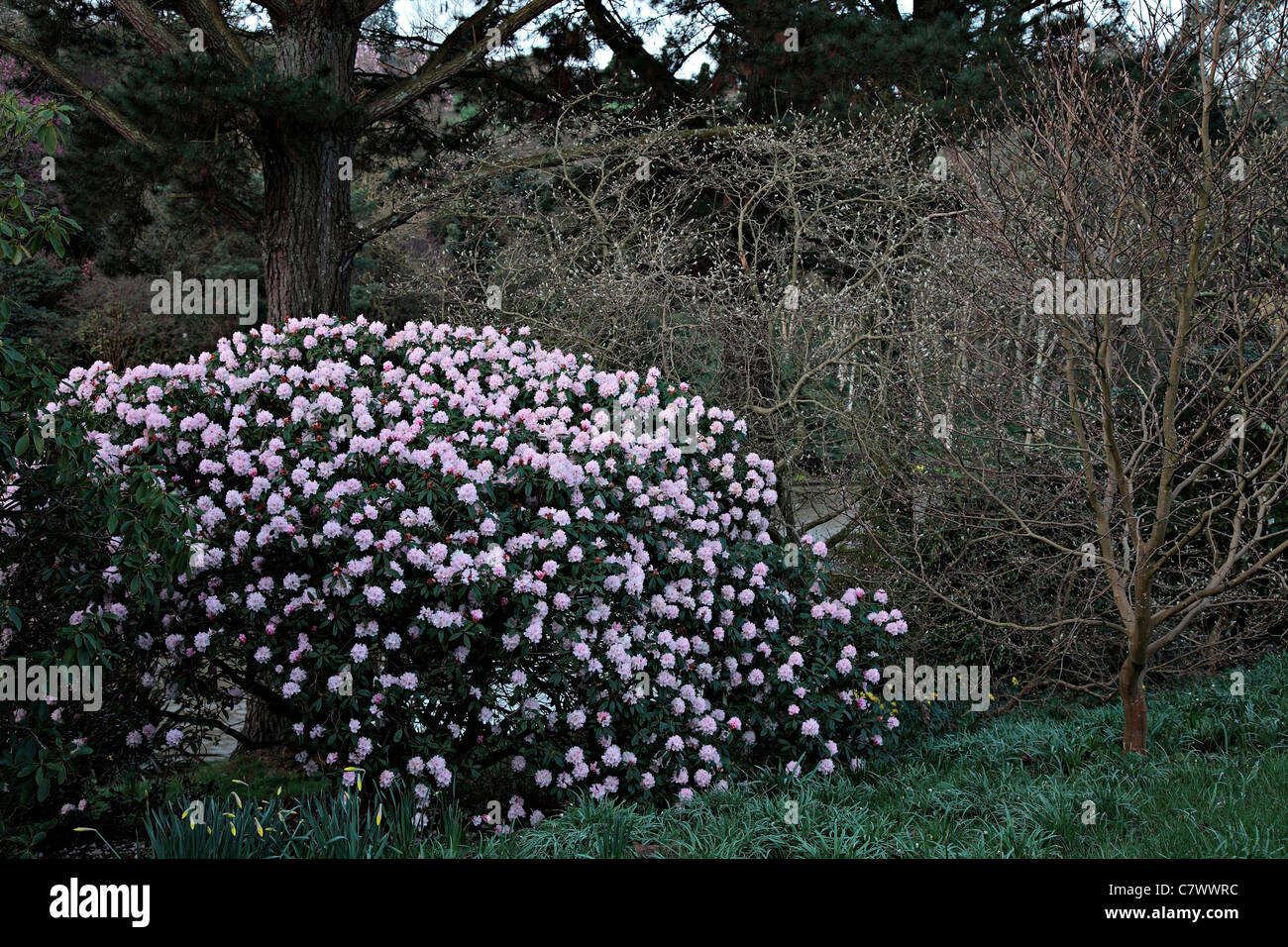 Rhododendron 'Christmas Cheer' à Marwood Hill Gardens, North Devon Banque D'Images