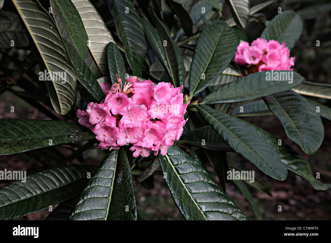 Montroseanum Rhododendron syn. R à mollyanum Marwood Hill Gardens, North Devon Banque D'Images