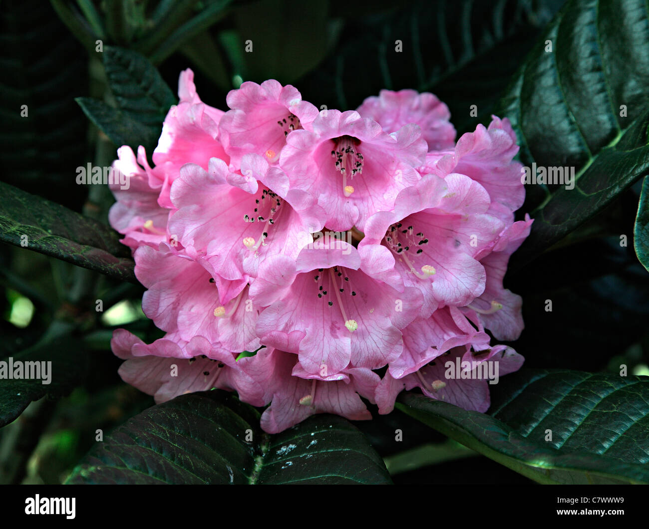 Montroseanum Rhododendron syn. R à mollyanum Marwood Hill Gardens, North Devon Banque D'Images
