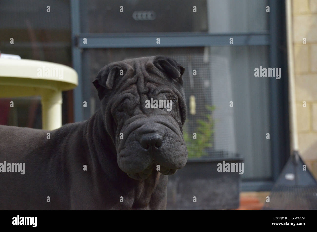 Chien de combat chinois, Shar Pei Banque D'Images