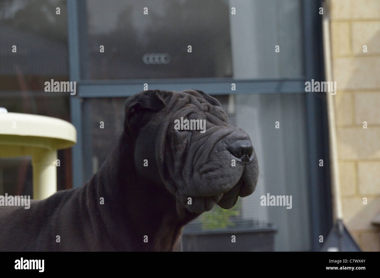 Chien de combat chinois, Shar Pei Banque D'Images