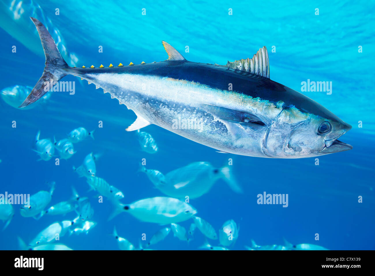 Thon rouge Thunnus thynnus poisson marin en Méditerranée Banque D'Images
