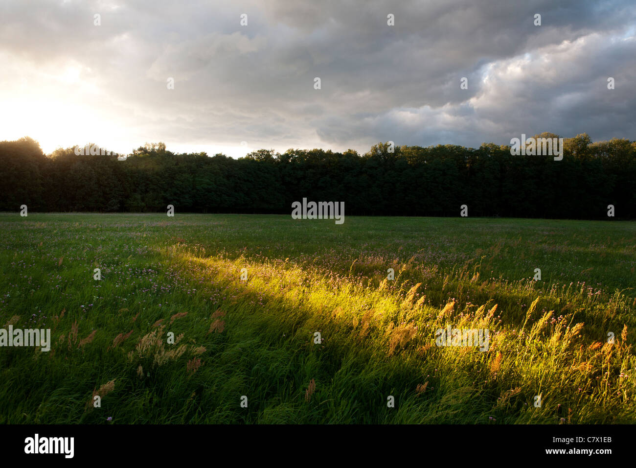 Un pré de fleurs près de Teerofen, qui fait partie du village Schönhöhe et située sur le bord de la Großsee. Banque D'Images