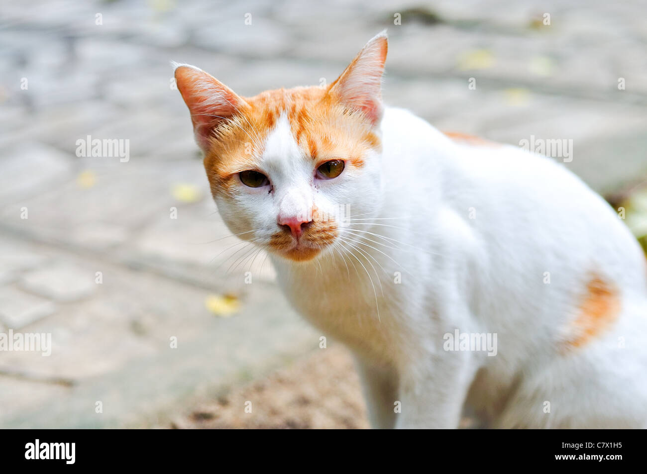 Portrait de thai cat Banque D'Images
