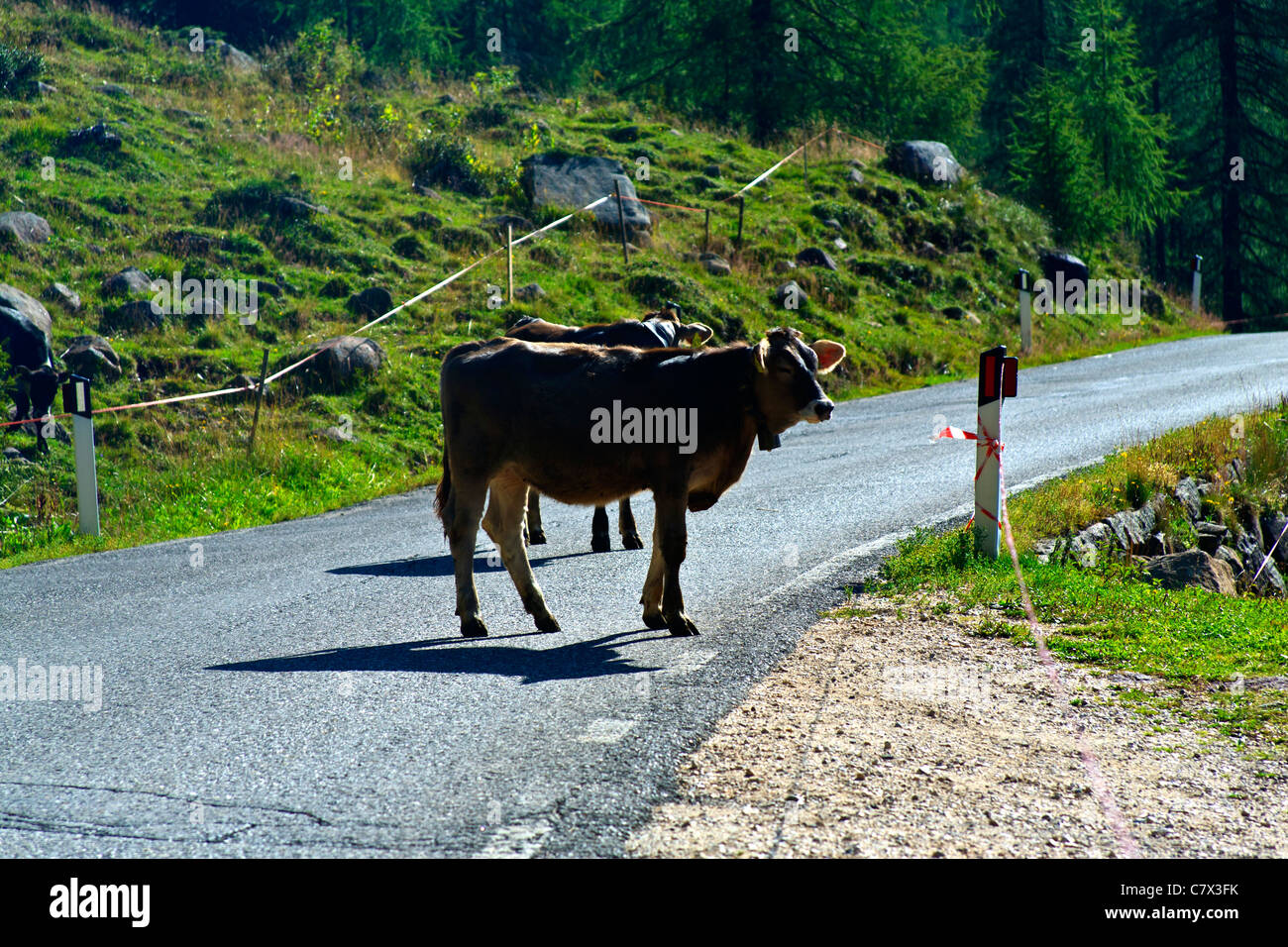 Les bovins laitiers en Italie Dolomites pâturage avec des cloches de vache Banque D'Images