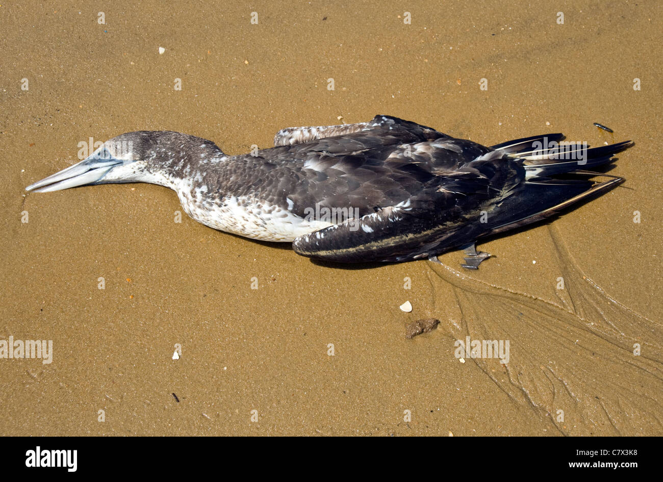 D'oiseaux trouvés morts sur la plage Punta Umbria, Andalousie, Espagne Banque D'Images