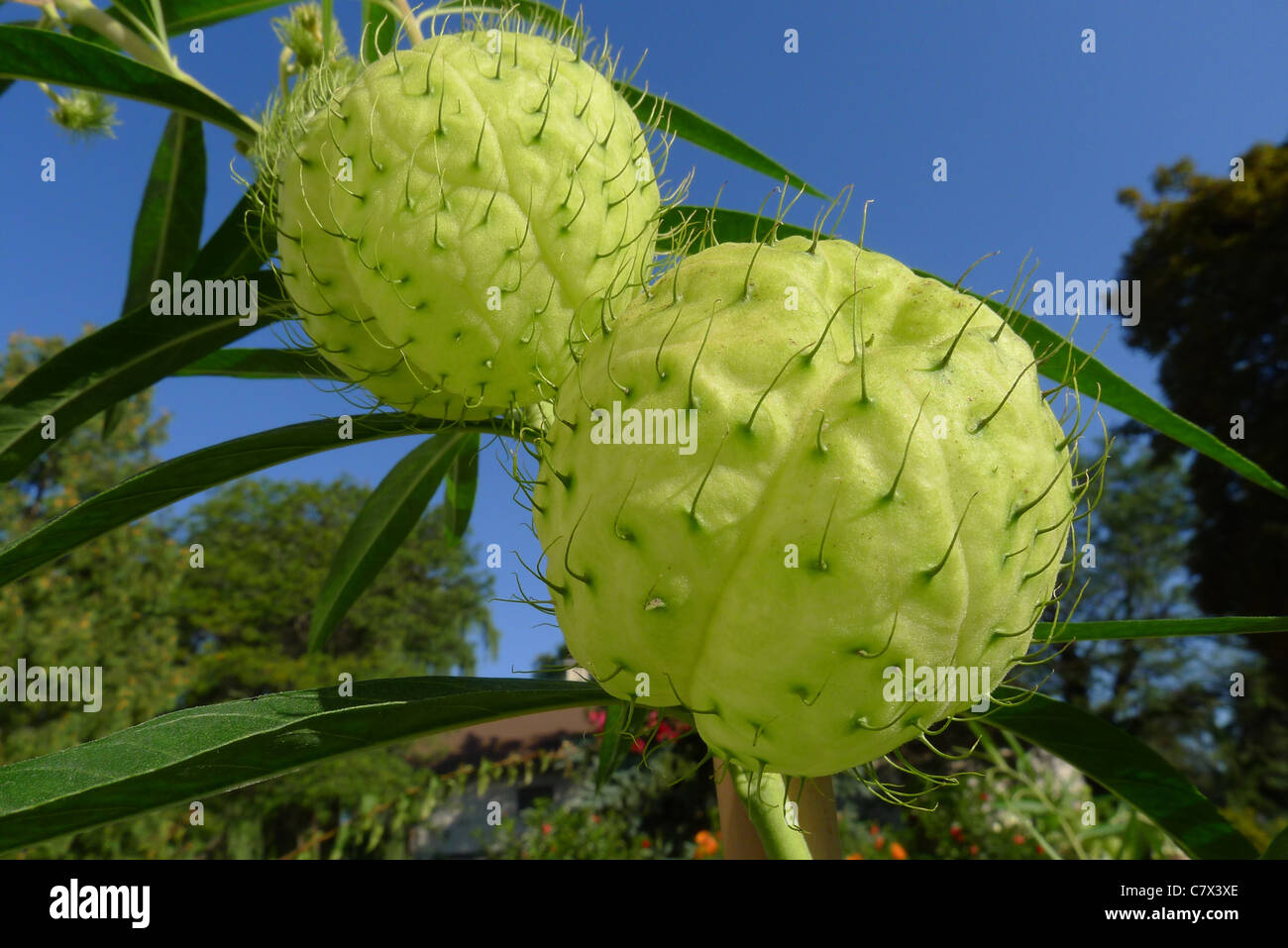 Le ballon-comme gousses de Gomphocarpus physocarpus également connu sous le nom de l'Asclepias physocarpa et le nom commun de coton ballon bush Banque D'Images