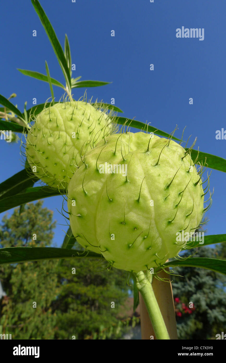 Le ballon-comme gousses de Gomphocarpus physocarpus également connu sous le nom de l'Asclepias physocarpa et le nom commun de coton ballon bush Banque D'Images