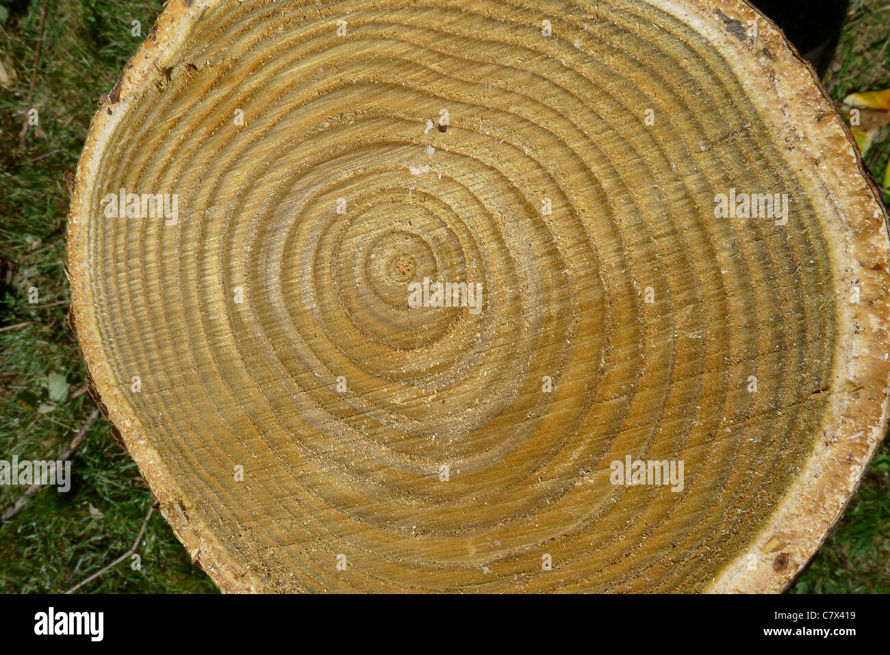 Les anneaux de croissance dans une section transversale d'un 18 ans, tronc d'arbre vinaigrier Banque D'Images