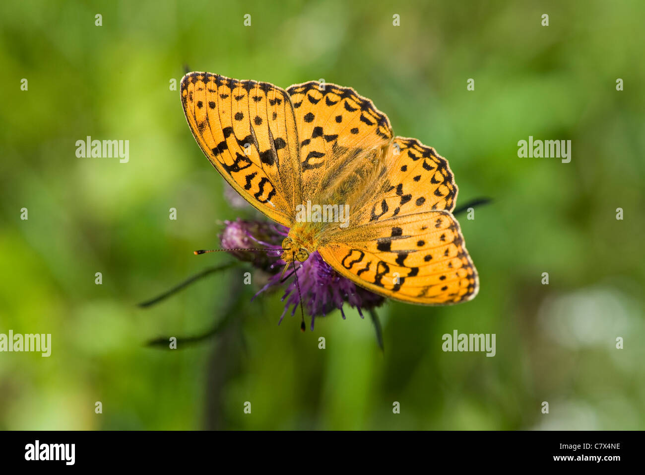 Brown fritillary (Argynnis haut adippe) se nourrissant sur thistle flowerhead Banque D'Images