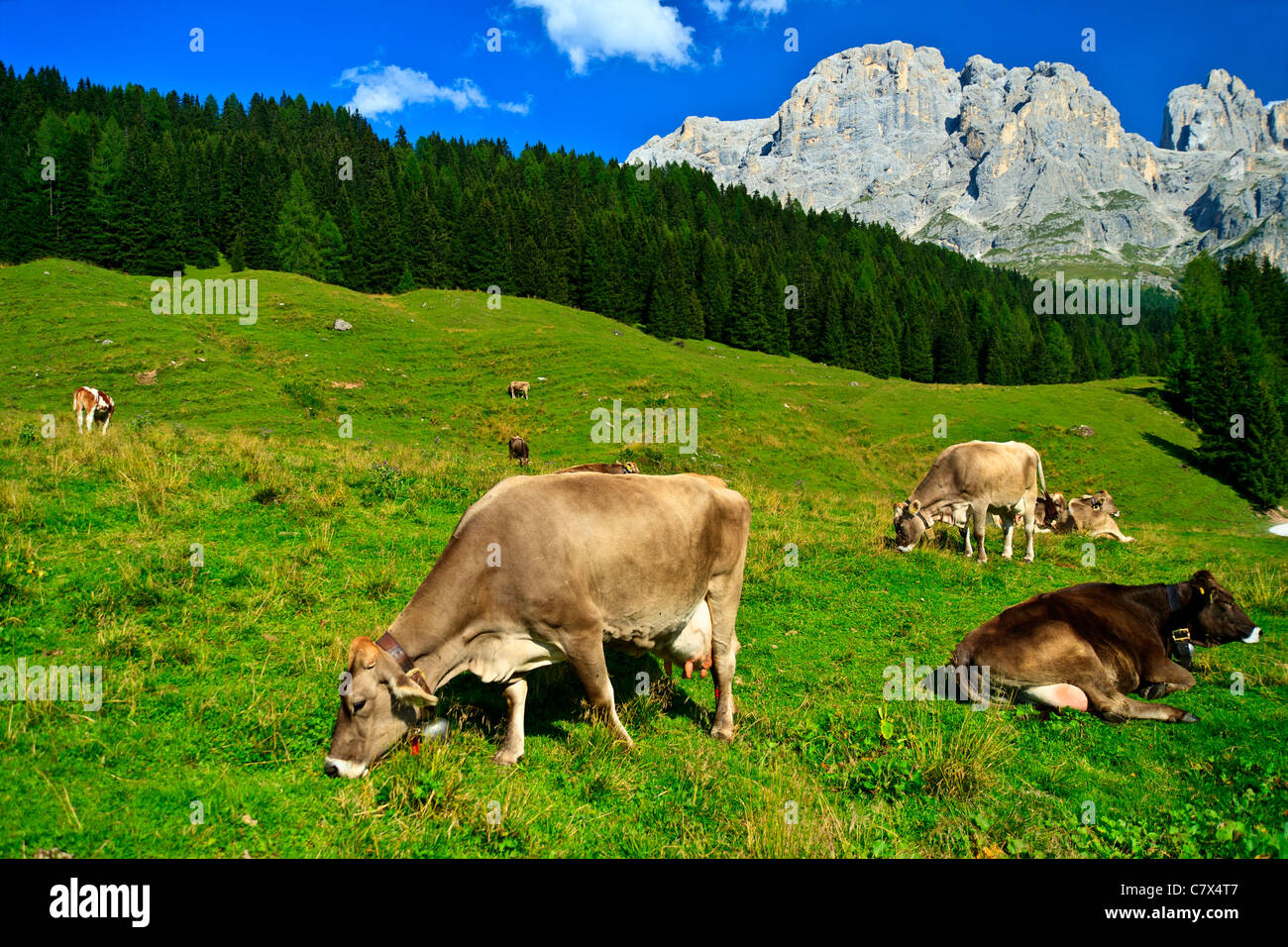 Les bovins laitiers en Italie Dolomites pâturage avec des cloches de vache Banque D'Images