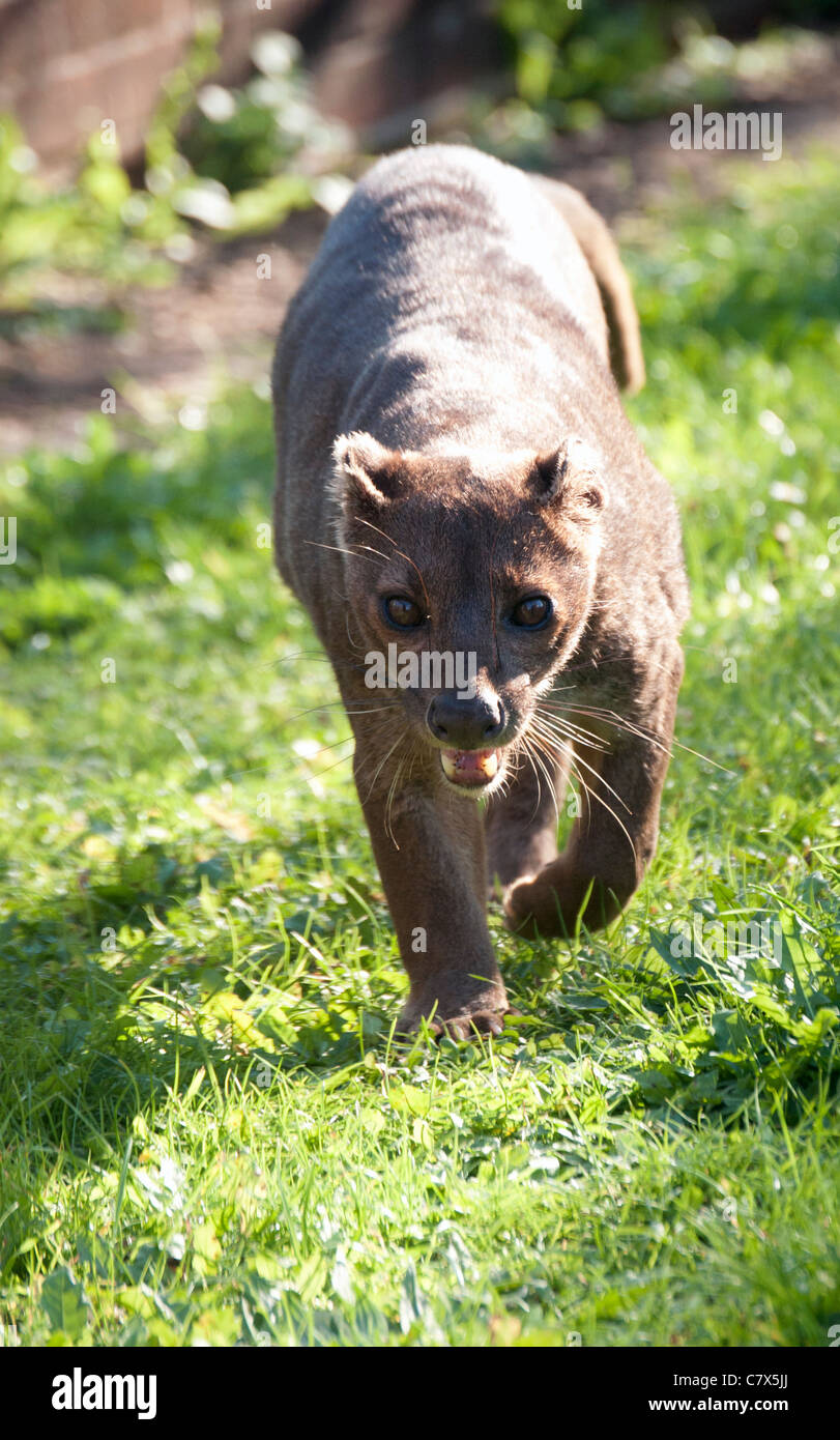 Fossa mâle vers la caméra de marche Banque D'Images