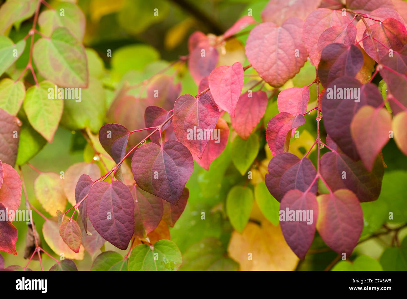 Cercidiphyllum japonicum Katsura, arbre, au début de l'automne Banque D'Images