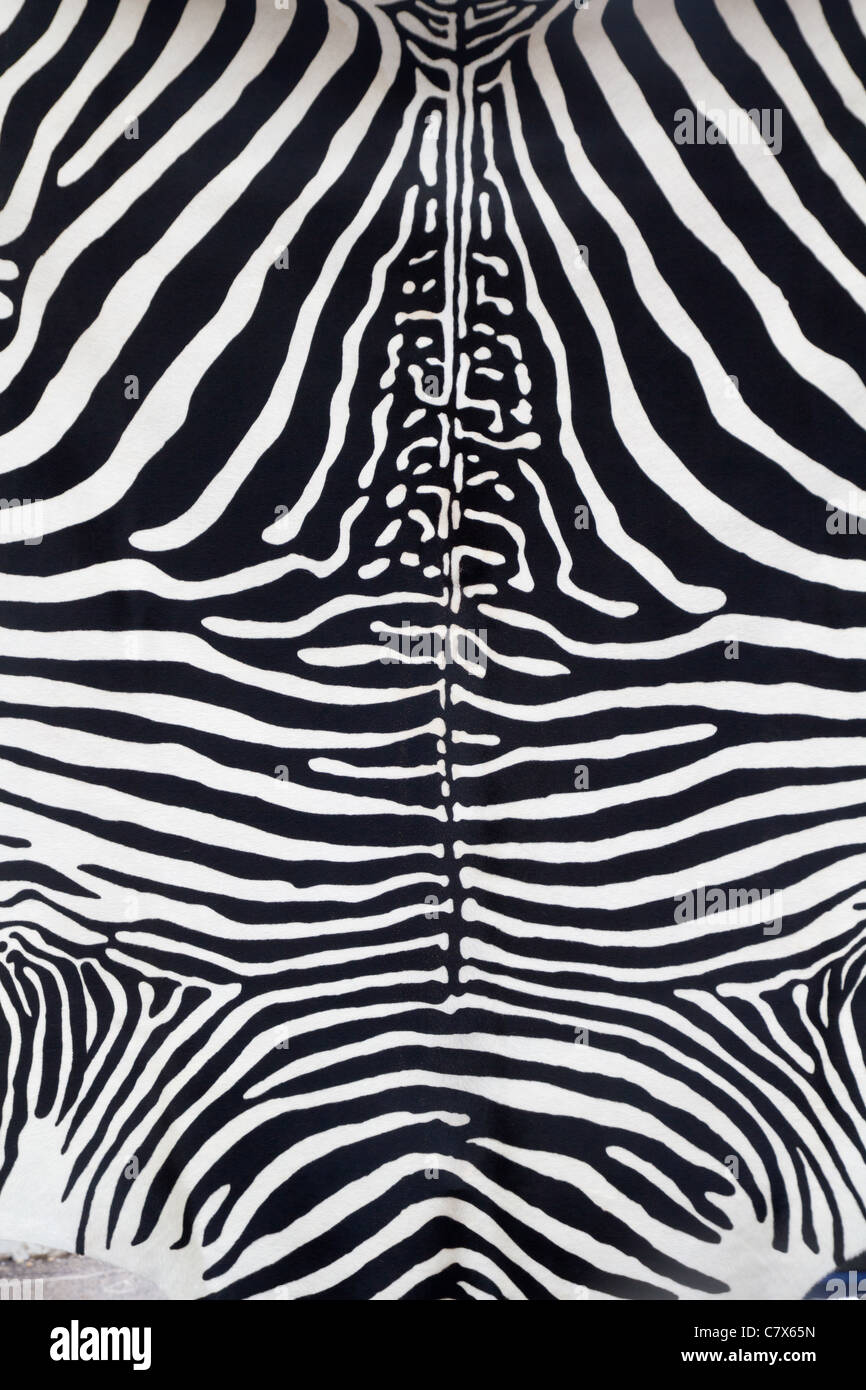 La texture de la peau en cuir Zebra peint d'une vache Banque D'Images