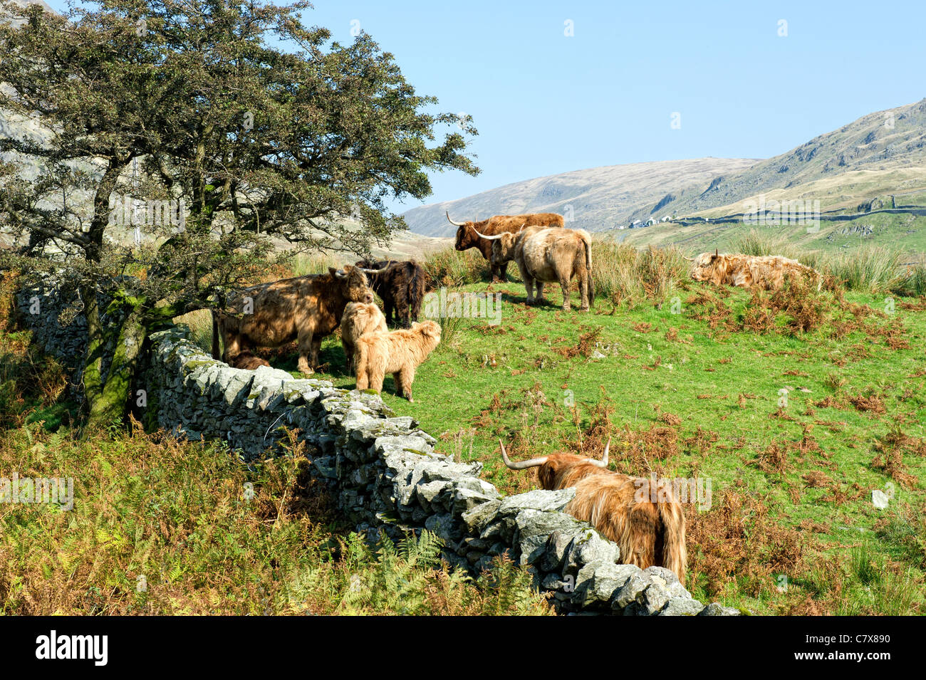 Highland cattle grazing in a field dans le Lake District, Cumbria, Angleterre Banque D'Images