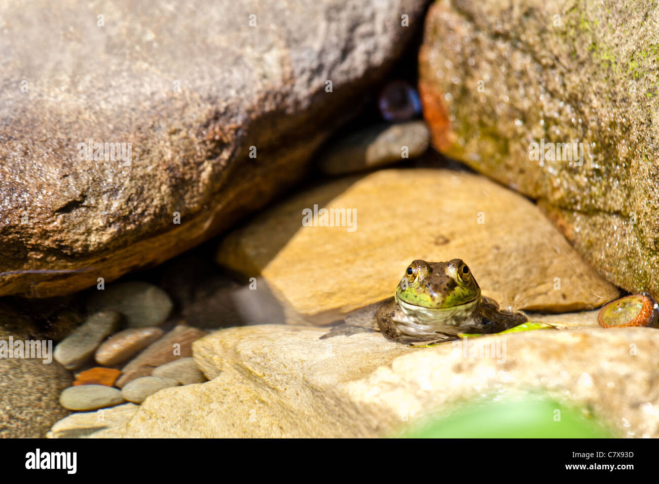 Grenouille heureuse Banque D'Images