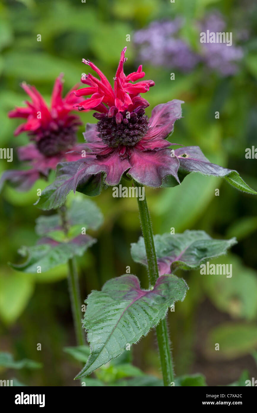 Monarda 'Fireball' - Bergamote Banque D'Images