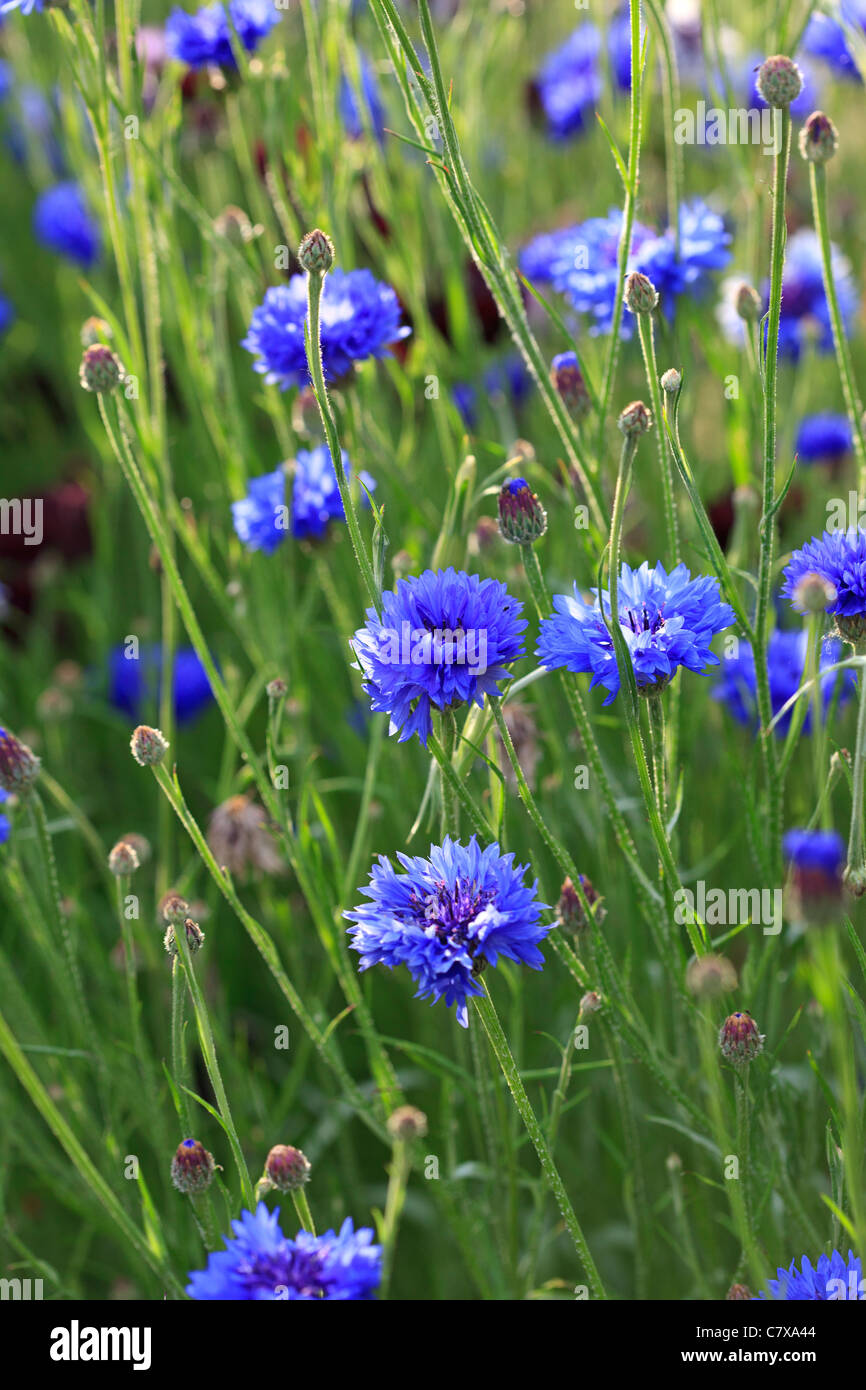 Bleuet - Centaurea cyanus Banque D'Images