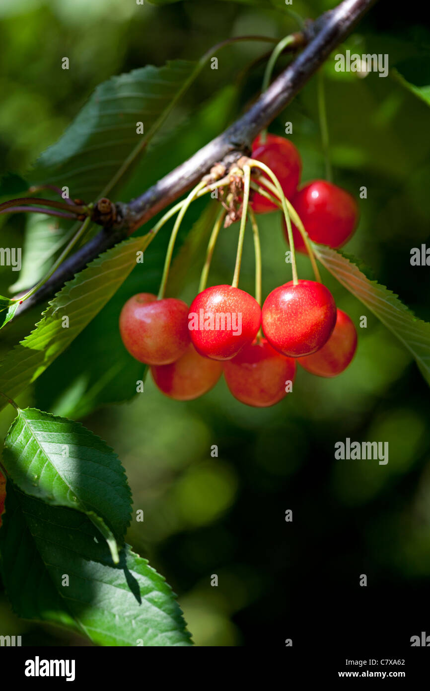 Cerises rouges mûres prêtes pour la cueillette Banque D'Images