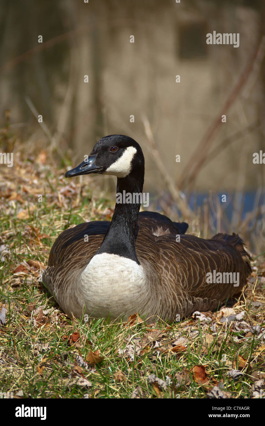 Canada Goose assis sur la rive du canal Banque D'Images