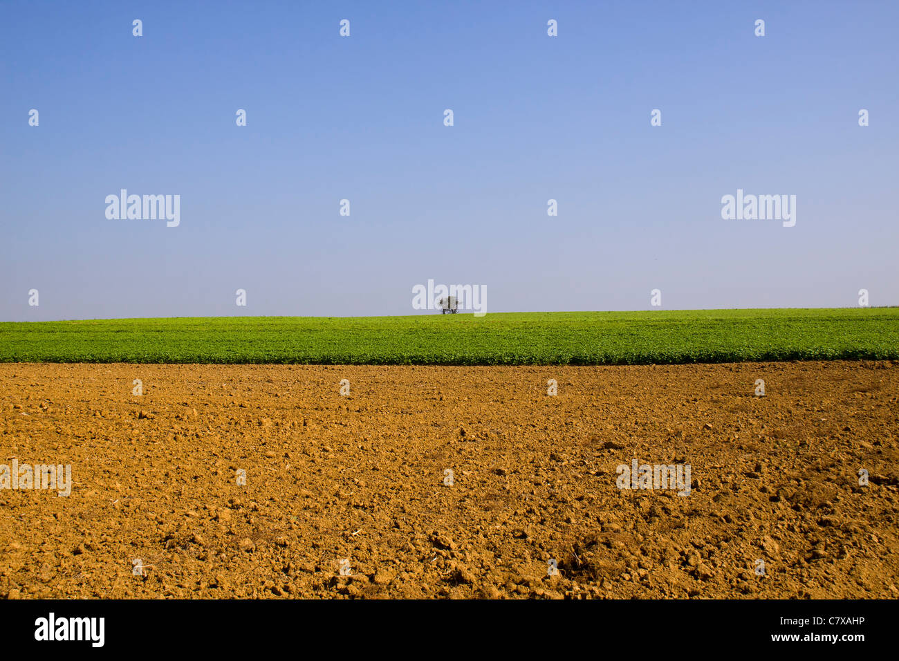 Vaste champs avec un arbre à l'horizon Banque D'Images