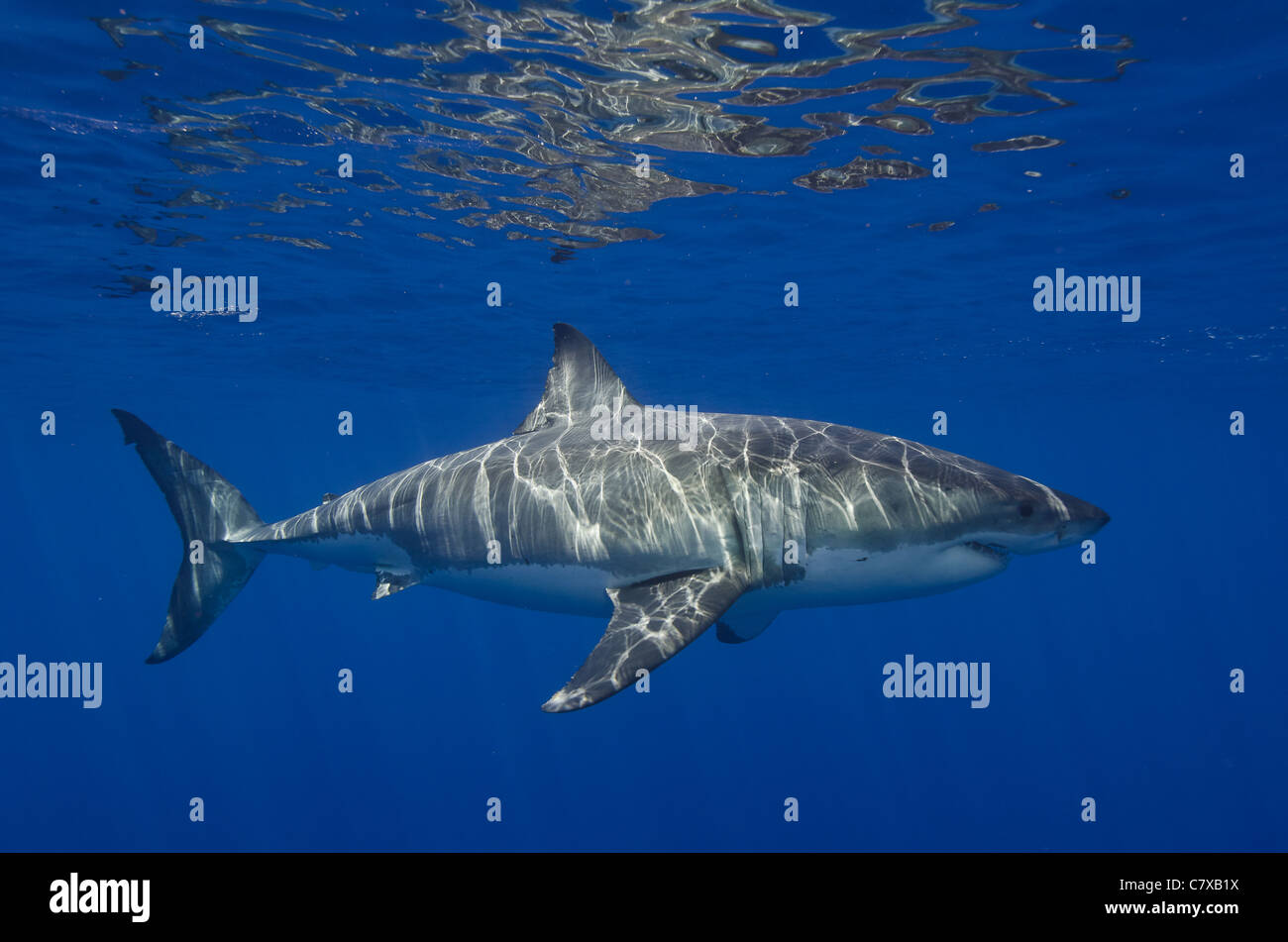 Grand requin blanc dans l'eau bleu, sous-marin, l'île de Guadalupe, bleu, eau de surface, une grande visibilité, puissant, mâchoires, prédateur, Banque D'Images
