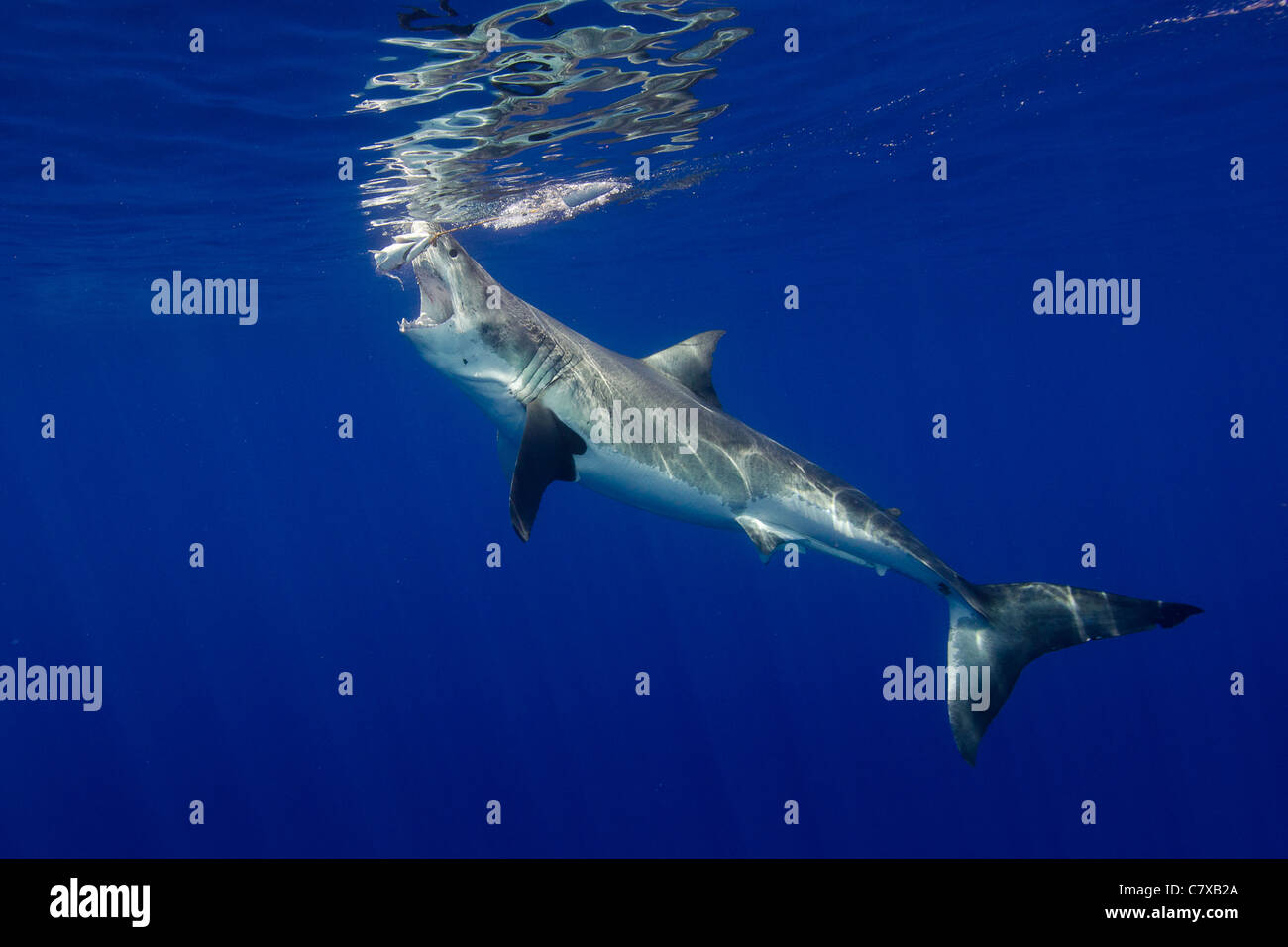 Grand requin blanc dans l'eau bleu, sous-marin, l'île de Guadalupe, Blue Water, l'eau claire, une bonne visibilité, l'alimentation, la bouche ouverte, Banque D'Images