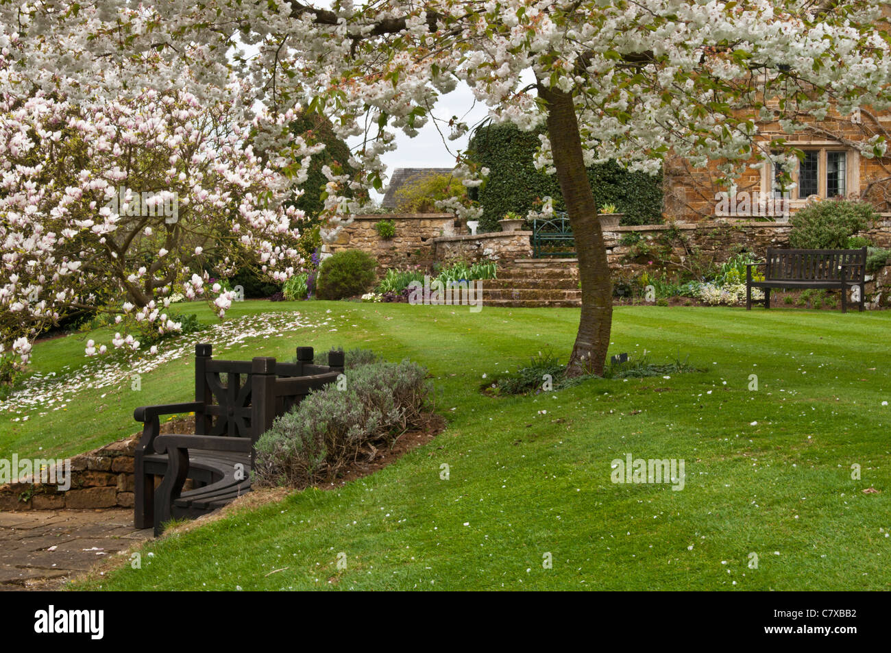 Magnolia et fleur de printemps, en pleine floraison à côté d'un jardin semi-circulaire place à Coton Manor, Coton, Northamptonshire, Engalnd Banque D'Images