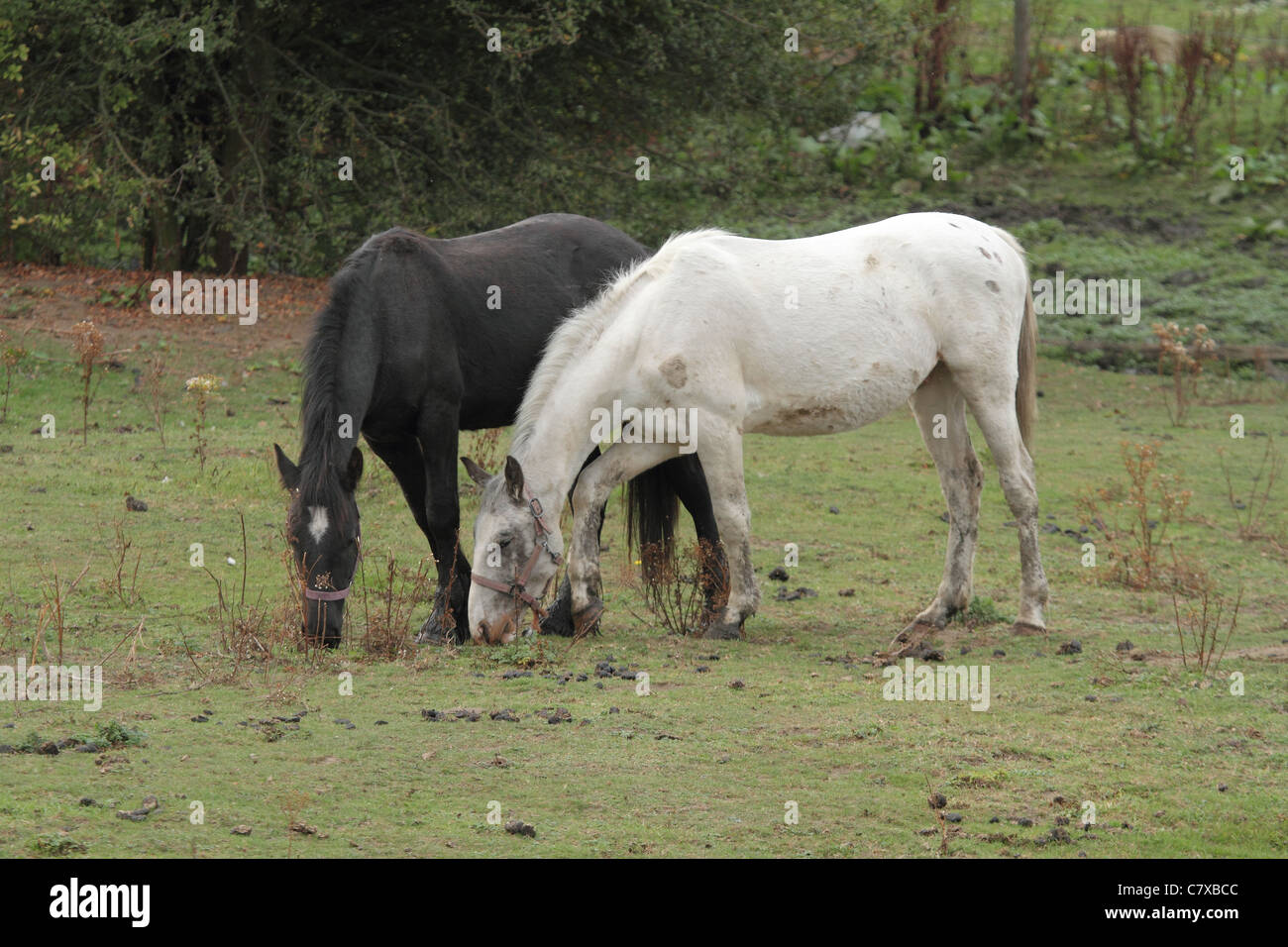 Un cheval noir et un cheval blanc ensemble dans un champ Photo Stock ...