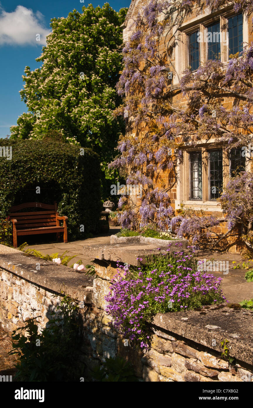 Les murs de grès riches en coton Manor couverte de glycine ancienne sur la terrasse jardin, Coton, Northamptonshire, Angleterre Banque D'Images