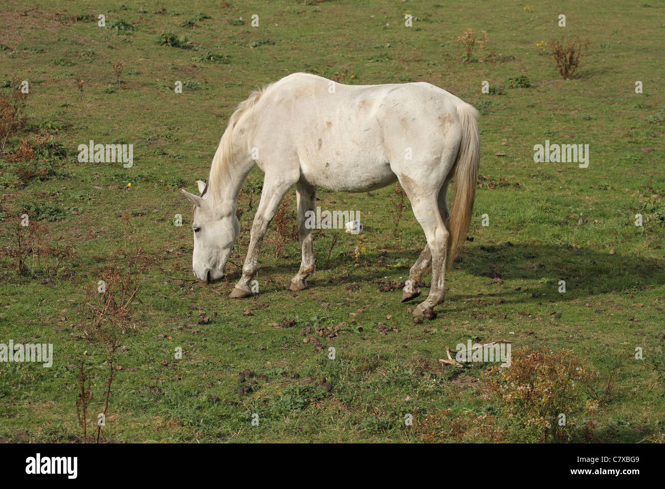 Un cheval blanc dans un champ mange de l'herbe, pâturage Banque D'Images