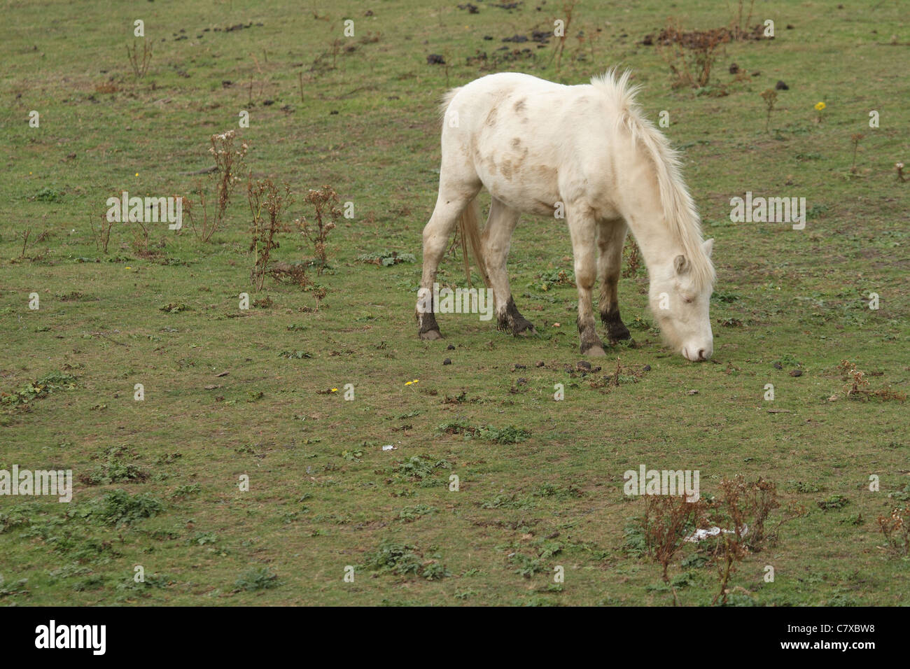 Un cheval blanc dans un champ mange de l'herbe, pâturage Banque D'Images