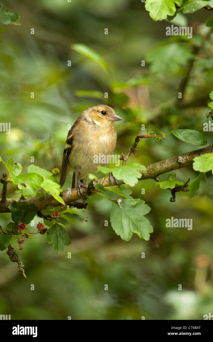 Chaffinch femelle se percher dans un arbre Banque D'Images